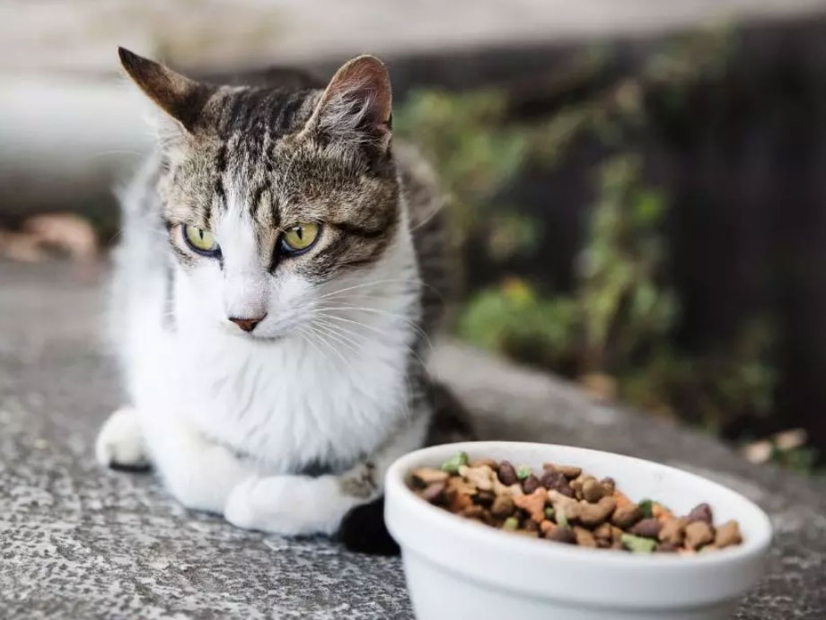 Як допомогти кішці з недостатньою вагою? - mera-petfood.com.ua