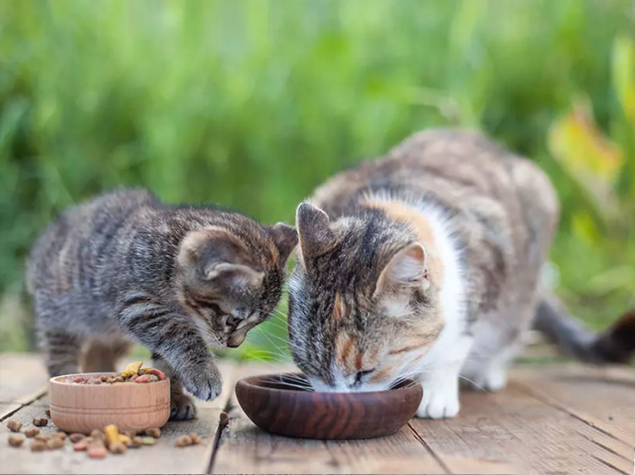 Правильне годування кошенят - mera-petfood.com.ua