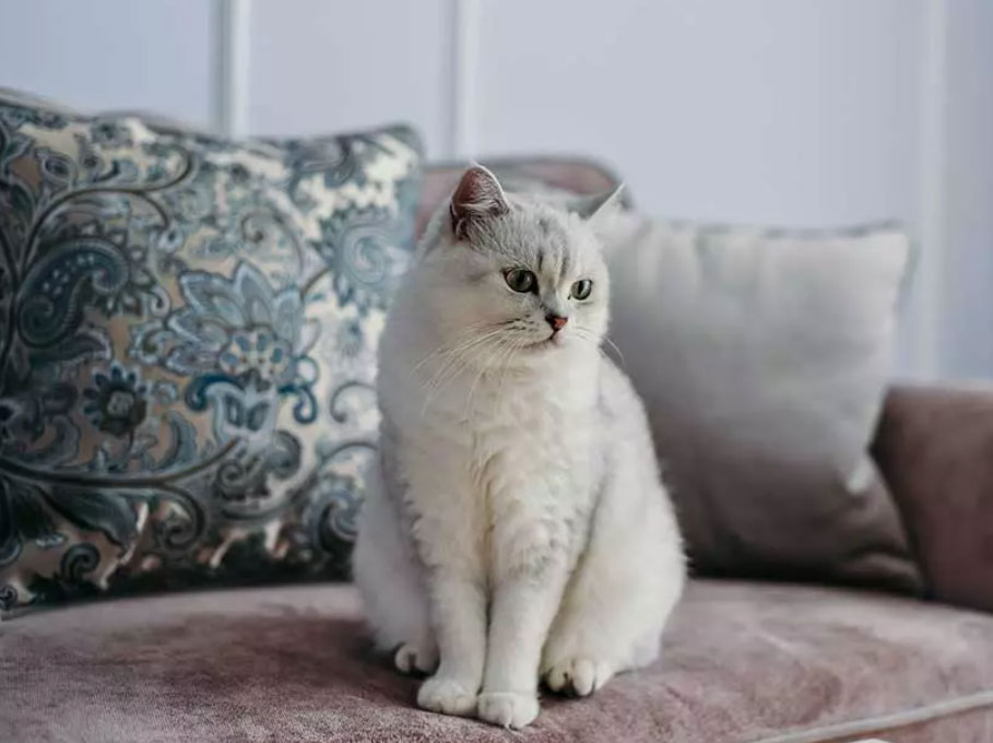 Советы по содержанию домашней кошки - mera-petfood.com.ua