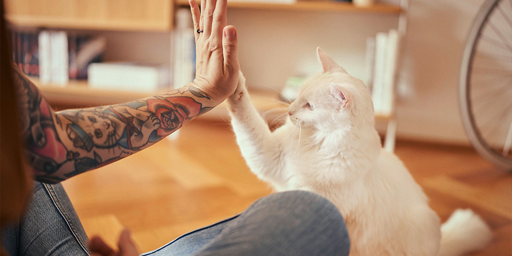 Солодкий зв’язок: чим корисні ласощі у відносинах між господарем і кішкою - mera-petfood.com.ua