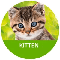 Kitten - mera-petfood.com.ua